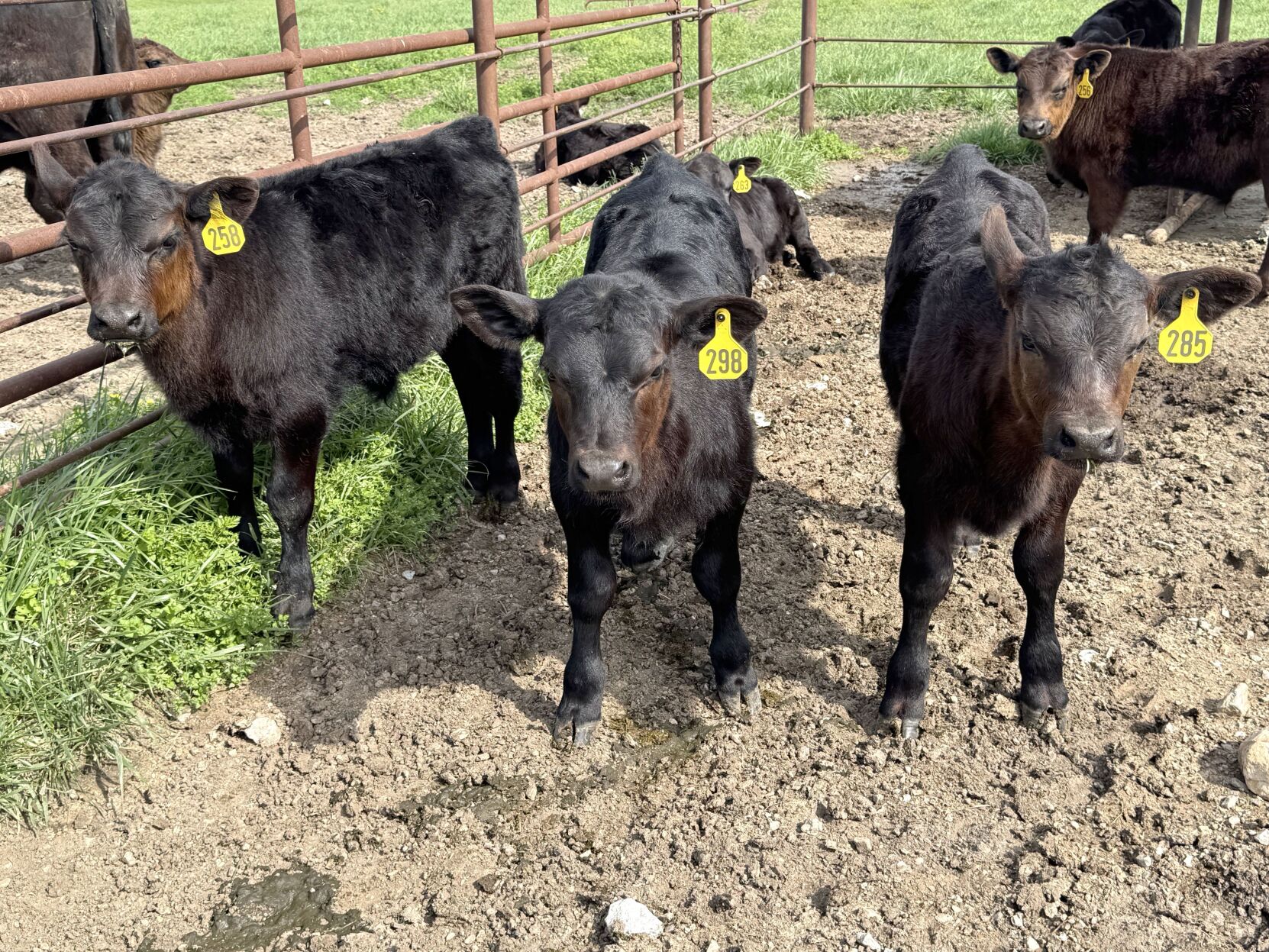 Bentlage cattle farm in southwest Missouri